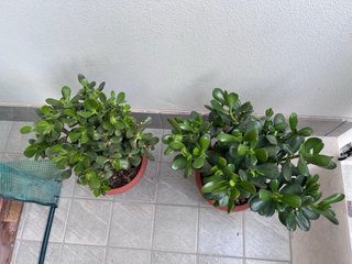 Pianta di Giada (Crassula Ovata)