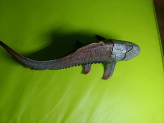 Dunkleosteus figura de juguete, dinosaurio