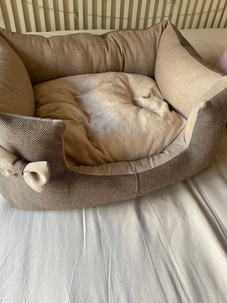 Cama y cojín para perro/gato