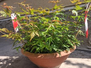 acer acero japonicum verdi e rossi