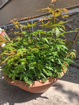 acer acero japonicum verdi e rossi