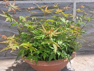 acer acero japonicum verdi e rossi