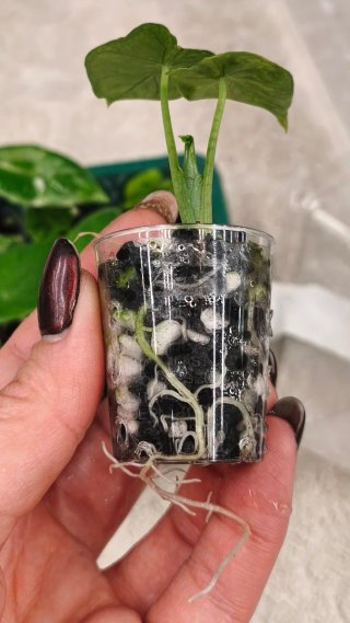 Alocasia Dorayaki Aurea