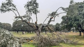 Leña de encina seca para chimenea