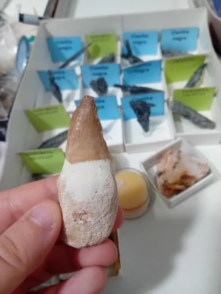 Fósil de diente mosasaurio con raíz