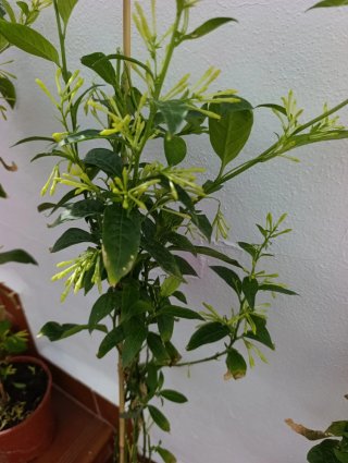 ✅Planta Dama de Noche Antigua