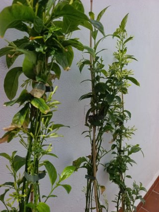 ✅Planta Dama de Noche Antigua