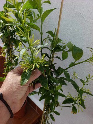✅Planta Dama de Noche Antigua
