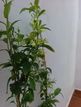 ✅Planta Dama de Noche Antigua