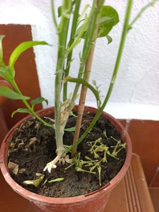 ✅Planta Dama de Noche Antigua