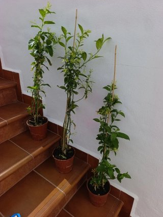 ✅Planta Dama de Noche Antigua