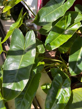 Philodendron Burle Marx