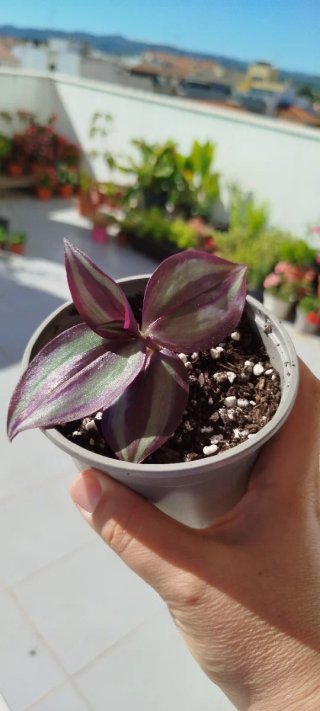 Tradescantia zebrina violet hill