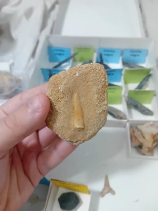 Diente de Enchodus en Matriz