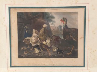 Stampa Antica 800 Tacchino E Galline Huber