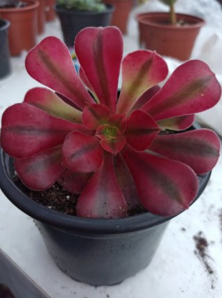 Suculentas y cactus