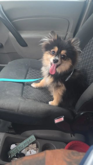 Pomerania toy con 6 meses