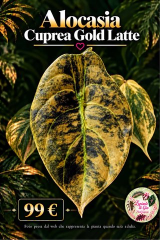 Alocasia Cuprea Gold Latte PIANTA IN TC