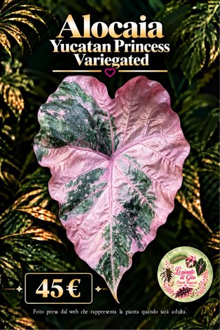 Alocasia Yucatan Princess Variegated PIANTA TC