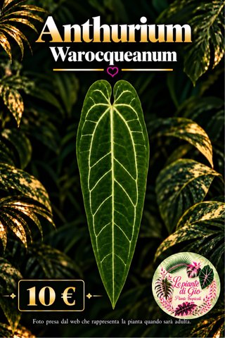 Anthurium Warocqueanum - Pianta TC