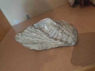 Fósil de concha marina