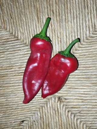 Semillas de pimientos antiguos