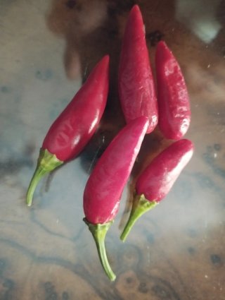 Semillas de pimientos antiguos