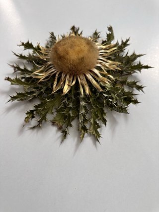 Eguzkilore natural