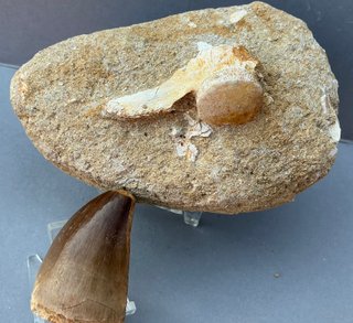 Vértebra y diente Mosasaurio. Prognathodon curii.