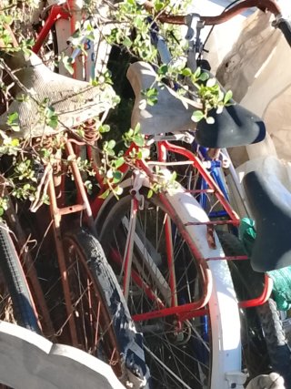 Lote 10 bicicletas de varilla antiguas