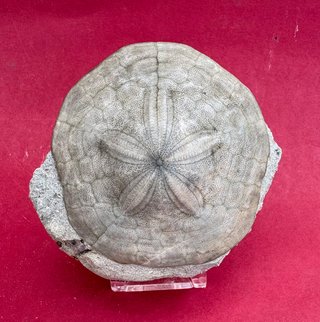 Fósil Clypeaster rarispinus Indonesia