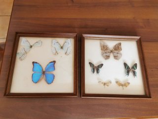 2 quadri da collezione farfalle imbalsamate