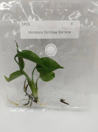 Monstera Deliciosa Sierrana TC
