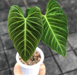 Philodendron Glorius / Paraiso Verde / Splendid