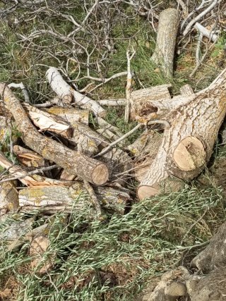 Leña de Nogal para Chimenea