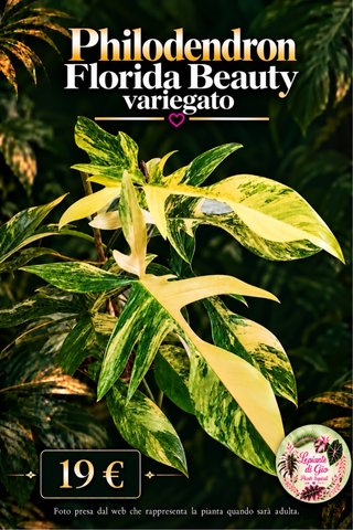 Philodendron Florida Beauty variegato PIANTA TC