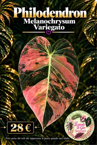 Philodendron Melanochrysum Variegato PIANTA TC