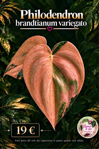 Philodendron brandtianum variegato PIANTA TC