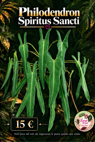 Philodendron Spiritus Sancti