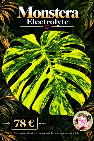 Monstera Electrolyte Pianta PIANTA TC