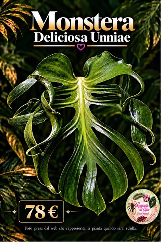 Monstera Deliciosa Unniae - PIANTA TC