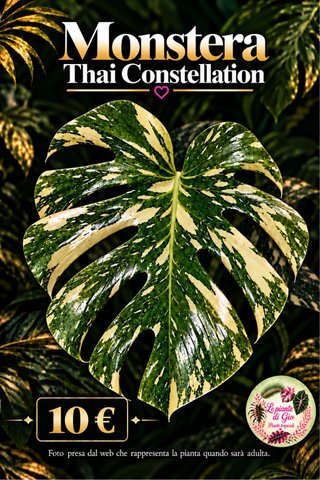 Monstera Thai Constellation PIANTA TC