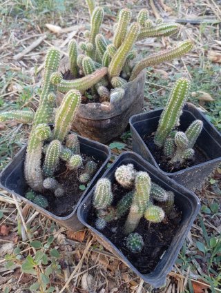 Piante grasse
