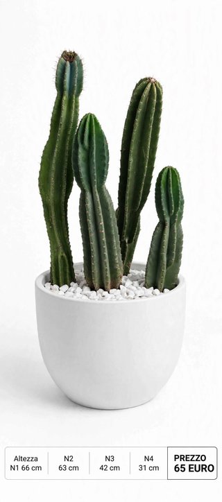 Cactus Cereus in vaso bianco