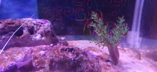 Acuario Marino Completo