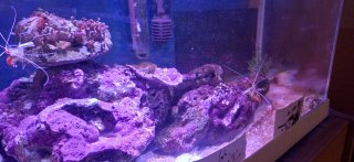Acuario Marino Completo