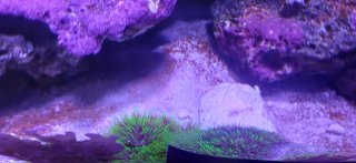 Acuario Marino Completo