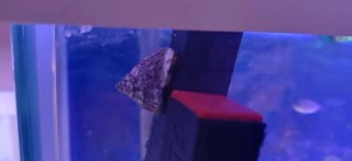 Acuario Marino Completo