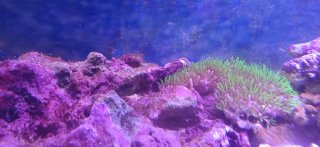 Acuario Marino Completo