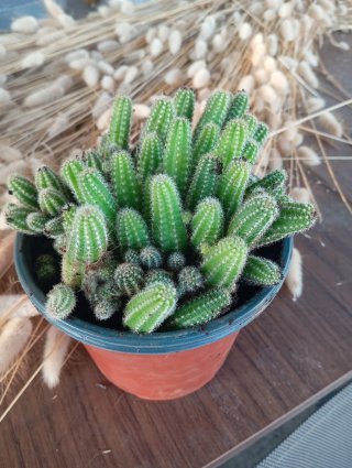 Pianta grassa